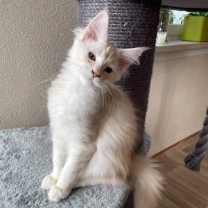 Houdini 16 Wochen