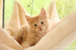 Alice Alice, 7 Wochen
