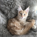 Alice Alice, 15 Wochen