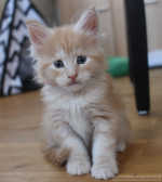 Amber Amber, 6 Wochen