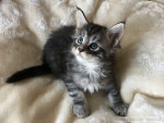 Aramis Aramis, 5 Wochen