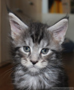 Aramis Aramis, 6 Wochen