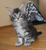 Aramis Aramis, 6 Wochen