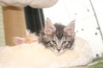 Aramis Aramis, 7 Wochen
