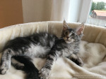 Aramis Aramis, 14 Wochen