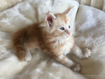 Arthus Arthus, 5 Wochen