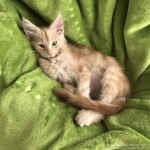 Arthus Arthus, 15 Wochen