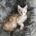 Arthus Arthus, 15 Wochen
