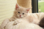 Athene Athene, 7 Wochen