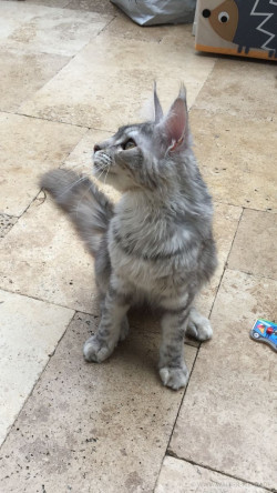Maine Coon Katze Coco. Liebhaber Zucht Walder Riesen in Wald Allgäu