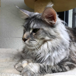 Maine Coon Katze Coco. Liebhaber Zucht Walder Riesen in Wald Allgäu