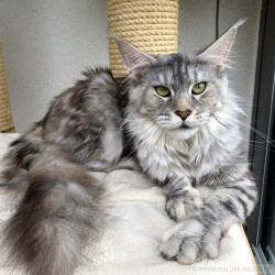 Maine Coon Katze Coco. Liebhaber Zucht Walder Riesen in Wald Allgäu