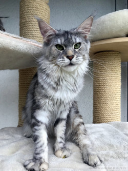 Maine Coon Katze Coco. Liebhaber Zucht Walder Riesen in Wald Allgäu
