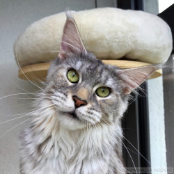 Maine Coon Katze Coco. Liebhaber Zucht Walder Riesen in Wald Allgäu