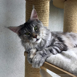 Maine Coon Katze Coco. Liebhaber Zucht Walder Riesen in Wald Allgäu