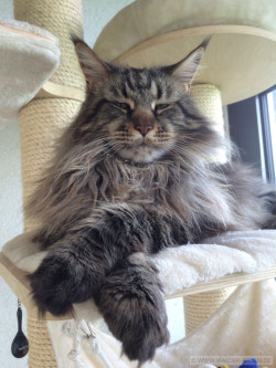 Main Coon Katze Maurice. Liebhaber Zucht Walder Riesen in Wald Allgäu