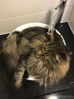 Main Coon Katze Maurice. Liebhaber Zucht Walder Riesen in Wald Allgäu