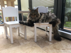 Main Coon Katze Maurice. Liebhaber Zucht Walder Riesen in Wald Allgäu