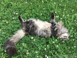 Main Coon Katze Maurice. Liebhaber Zucht Walder Riesen in Wald Allgäu