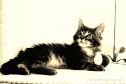 Main Coon Katze Maurice. Liebhaber Zucht Walder Riesen in Wald Allgäu