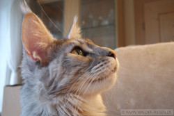 Maine Coon Katze Coco. Liebhaber Zucht Walder Riesen in Wald Allgäu
