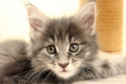 Maine Coon Katze Coco. Liebhaber Zucht Walder Riesen in Wald Allgäu