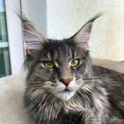 Maine Coon Katze Coco. Liebhaber Zucht Walder Riesen in Wald Allgäu