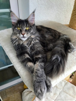 Maine Coon Katze Coco. Liebhaber Zucht Walder Riesen in Wald Allgäu