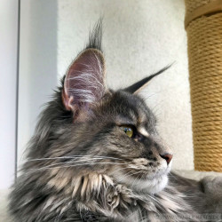 Maine Coon Katze Coco. Liebhaber Zucht Walder Riesen in Wald Allgäu