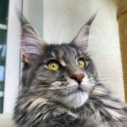 Maine Coon Katze Coco. Liebhaber Zucht Walder Riesen in Wald Allgäu