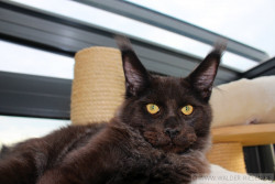 Maine Coon Katze Coco. Liebhaber Zucht Walder Riesen in Wald Allgäu