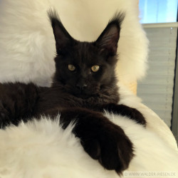Maine Coon Katze Coco. Liebhaber Zucht Walder Riesen in Wald Allgäu