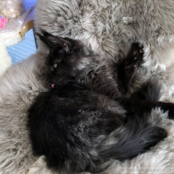 Maine Coon Katze Coco. Liebhaber Zucht Walder Riesen in Wald Allgäu