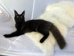 Maine Coon Katze Coco. Liebhaber Zucht Walder Riesen in Wald Allgäu