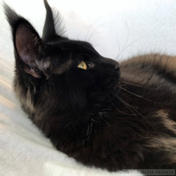 Maine Coon Katze Coco. Liebhaber Zucht Walder Riesen in Wald Allgäu