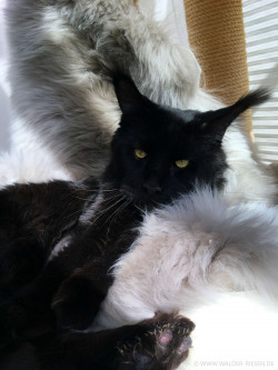 Maine Coon Katze Coco. Liebhaber Zucht Walder Riesen in Wald Allgäu