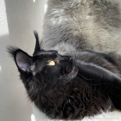 Maine Coon Katze Coco. Liebhaber Zucht Walder Riesen in Wald Allgäu