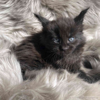 Dumbledore 5 Wochen