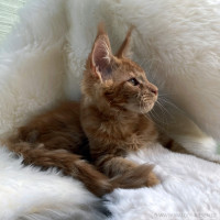 Elvis 14 Wochen