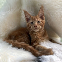 Elvis 14 Wochen