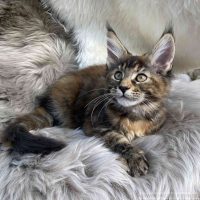 Ginger 12 Wochen