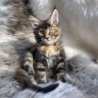 Ginger 12 Wochen