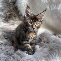 Ginger 12 Wochen