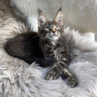 Gizmo 12 Wochen