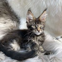 Gizmo 12 Wochen