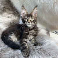 Gizmo 12 Wochen