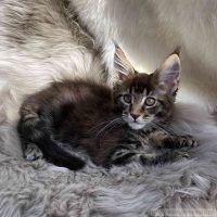 Gloria 12 Wochen
