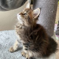 Herkules 10 Wochen