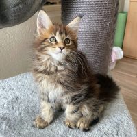 Herkules 10 Wochen