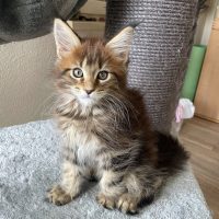 Herkules 10 Wochen